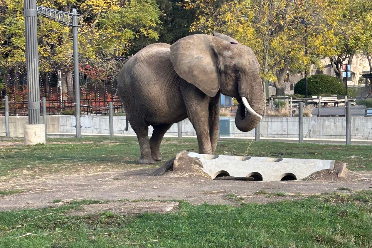 2025_CMC_RCP_Milwaukee_County_Zoo_Elephant_Enclosure_Image_6