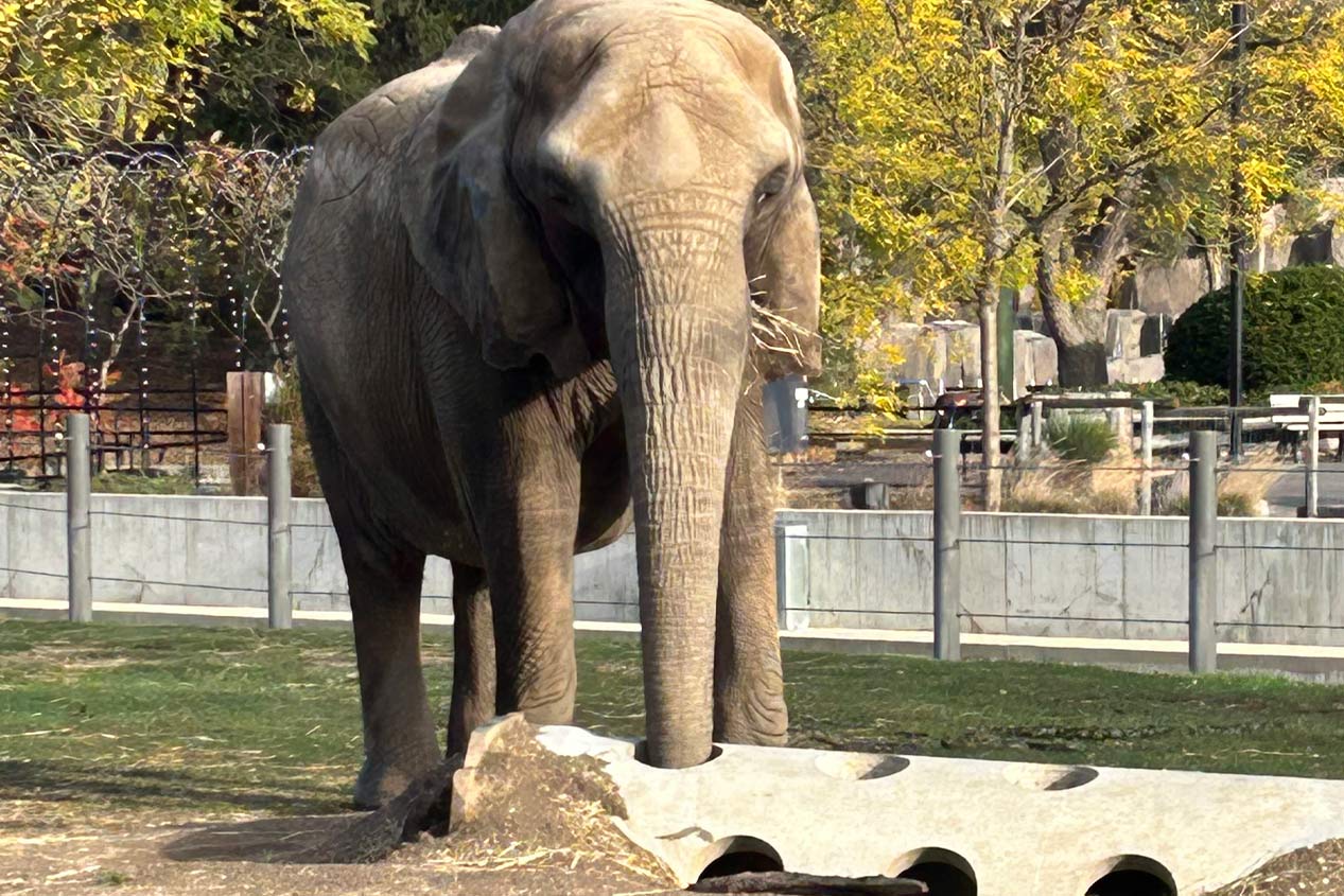 2025_CMC_RCP_Milwaukee_County_Zoo_Elephant_Enclosure_Image_7